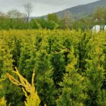 Goldrider 150-175 cm Boy