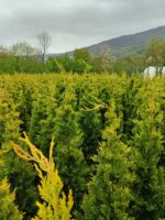 Goldrider 150-175 cm Boy