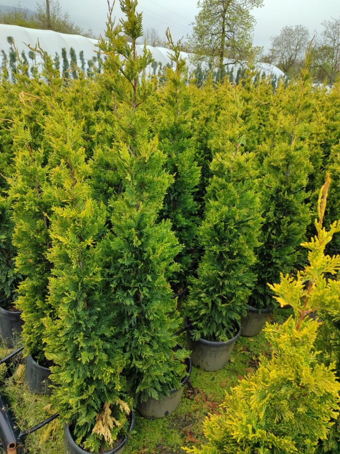 Goldrider 150-175 cm Boy - Görsel 4