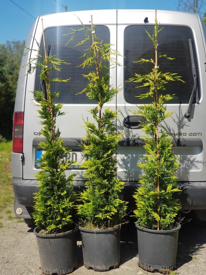 Arizona Mavi Servi 125-150 cm - Görsel 4