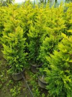 Goldrider 125-150 cm boy - Görsel 5