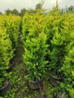 Goldrider 125-150 cm boy - Görsel 4