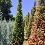 Cupressocyparis leylandii 'Gold Rider' 350-400cm