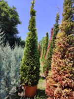 Cupressocyparis leylandii 'Gold Rider' 350-400cm