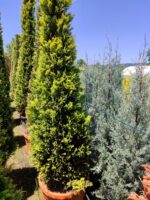 Cupressocyparis leylandii 'Gold Rider' 350-400cm - Görsel 2