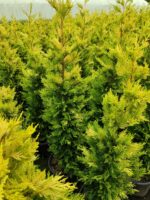 Goldrider 125-150 cm boy - Görsel 3