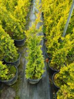 Goldrider 40-60cm - Görsel 3