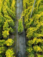 Goldrider 40-60cm - Görsel 2