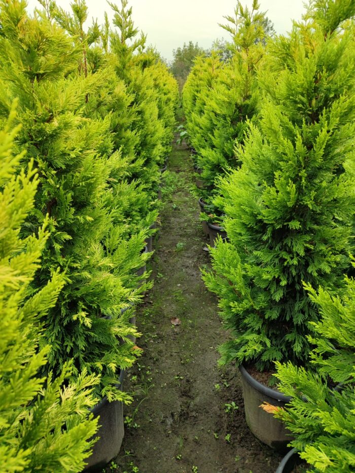 Goldrider 125-150 cm boy - Görsel 2