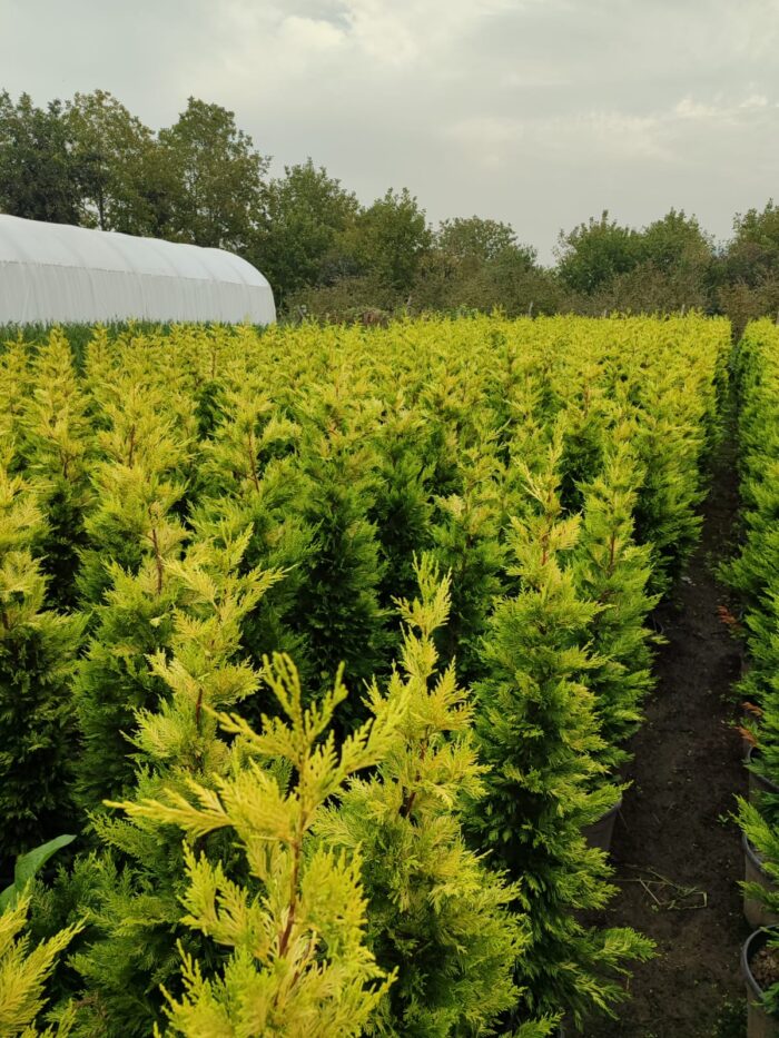 Goldrider 125-150 cm boy - Görsel 6