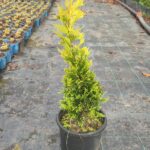 Goldrider 60-80cm 5 litre saksı