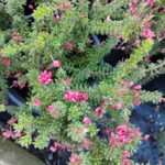 Boylu Gravilla Juniperina 30-40 cm 3 litre