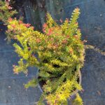 Bodur Gravilla 30-40cm çap 3 litre