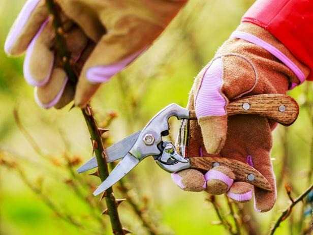Gülleri Nasıl Budayabilirsiniz?