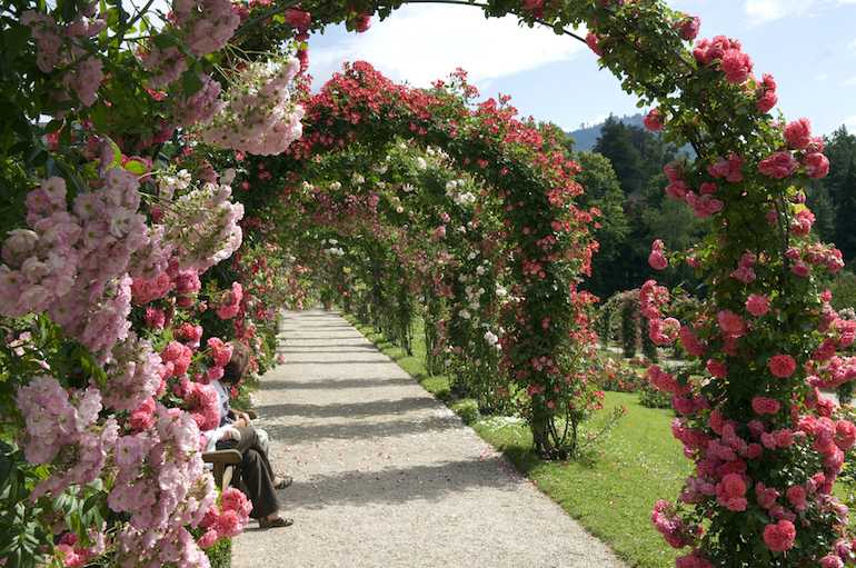 Yaz Bahçesi Önerileri