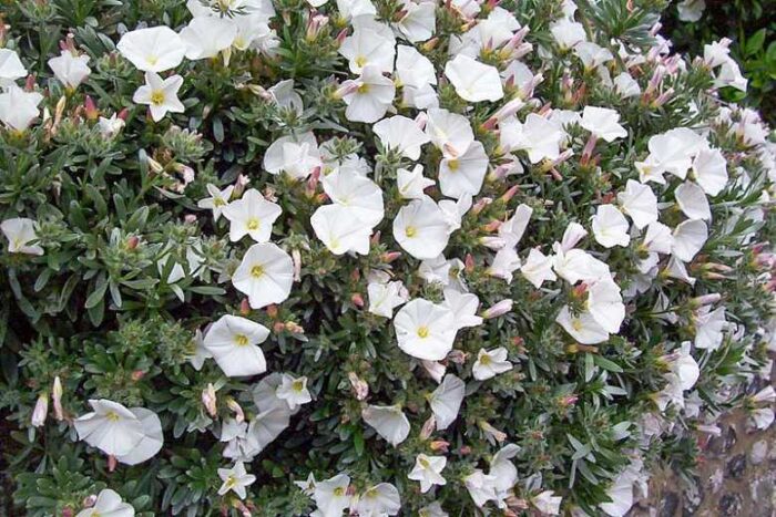 Gümüş Çalısı - Convolvulus cneorum - 20-30cm boy - Görsel 12
