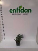 Gümüş Çalısı - Convolvulus cneorum - 20-30cm boy - Görsel 9