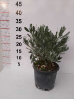 Gümüş Çalısı - Convolvulus cneorum - 20-30cm boy - Görsel 11