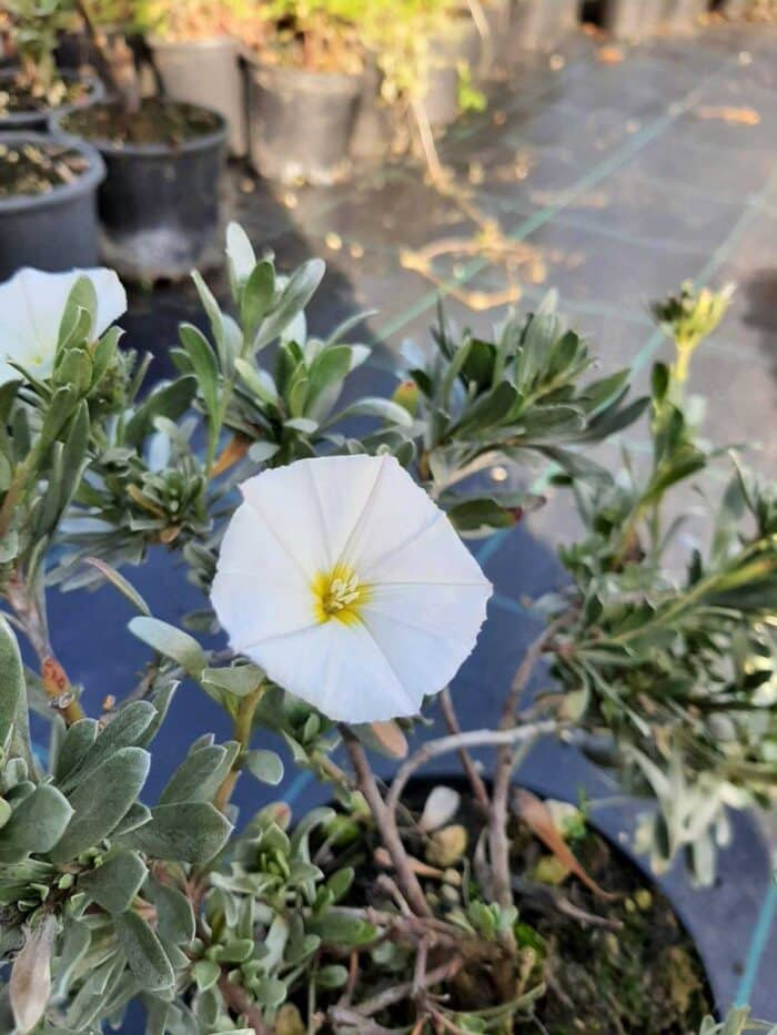 Gümüş Çalısı - Convolvulus cneorum - 20-30cm boy - Görsel 4