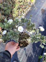 Gümüş Çalısı - Convolvulus cneorum - 20-30cm boy - Görsel 6