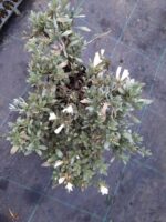 Gümüş Çalısı - Convolvulus cneorum - 20-30cm boy - Görsel 2
