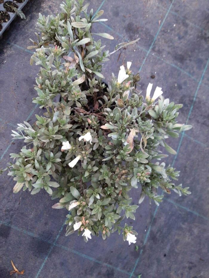 Gümüş Çalısı - Convolvulus cneorum - 20-30cm boy - Görsel 5
