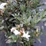 Gümüş Çalısı - Convolvulus cneorum - 20-30cm boy