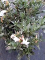Gümüş Çalısı - Convolvulus cneorum - 20-30cm boy