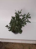 Gümüş Çalısı - Convolvulus cneorum - 20-30cm boy - Görsel 10