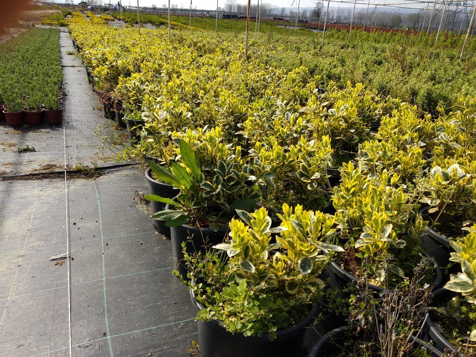 Bakım Gerektirmeyen Bodur Çalı Çitleri