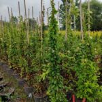 Sarmaşık hanımeli 2-3 metre 15 litre