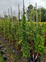 Sarmaşık hanımeli 2-3 metre 15 litre