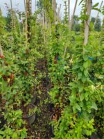 Sarmaşık hanımeli 2-3 metre 15 litre - Görsel 2