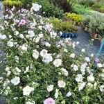 Hibiscus syriacus lavender chiffon - Hatmi - Lila 60-80cm