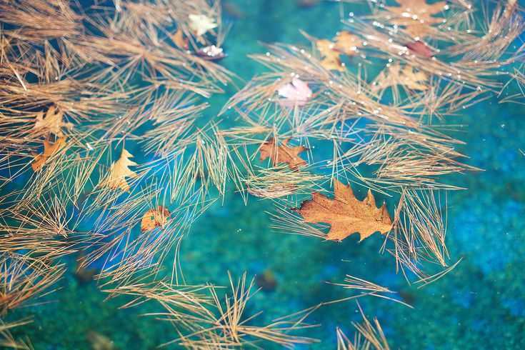 Havuza Yakın İstediğiniz Dağınık Bitkiler