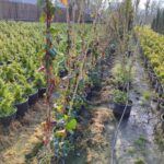 Hedera Sarmaşık 100 cm boylarında