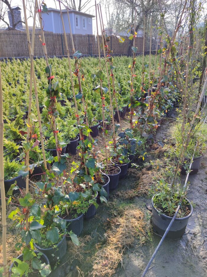 Hedera Sarmaşık 100 cm boylarında - Görsel 2