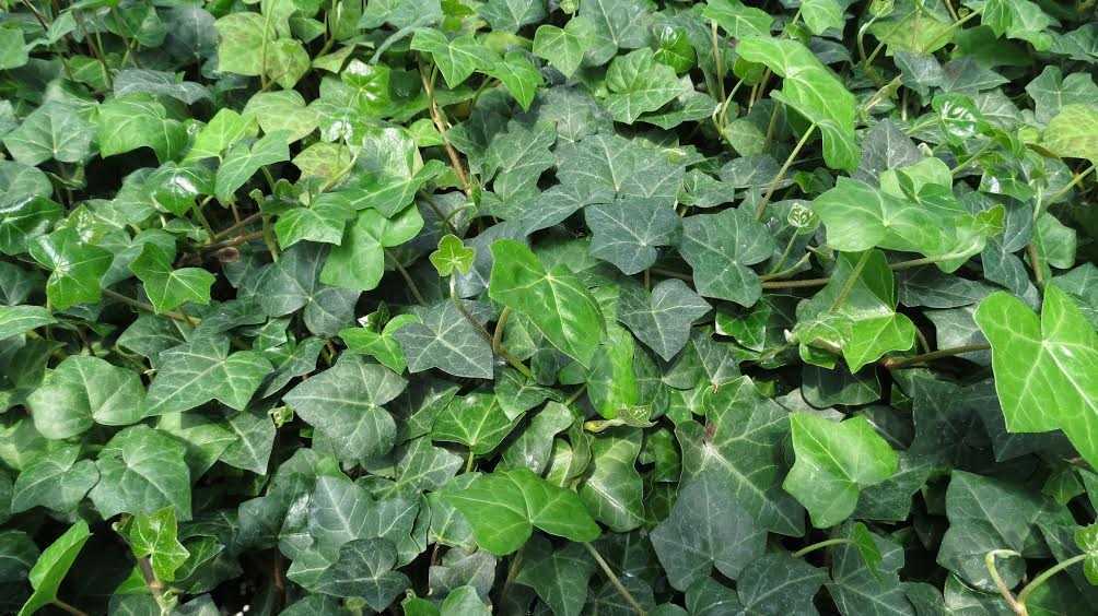 Orman sarmaşığı (hedera helix)