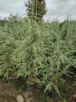 Mavi Himalaya Sediri, 125-150cm Boy, Cedrus Deodora Robusta Glauca - Görsel 3