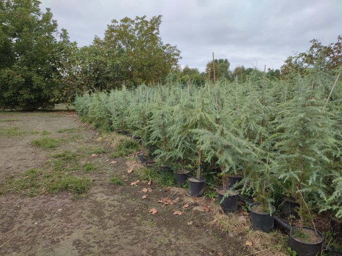 Mavi Himalaya Sediri, 125-150cm Boy, Cedrus Deodora Robusta Glauca - Görsel 2