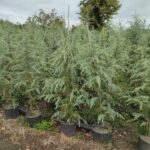 Mavi Himalaya Sediri, 125-150cm Boy, Cedrus Deodora Robusta Glauca