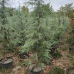 Mavi Himalaya Sediri, 200-250cm Boy, Cedrus Deodora Robusta Glauca