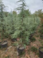 Mavi Himalaya Sediri, 200-250cm Boy, Cedrus Deodora Robusta Glauca