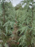 Mavi Himalaya Sediri, 200-250cm Boy, Cedrus Deodora Robusta Glauca - Görsel 2