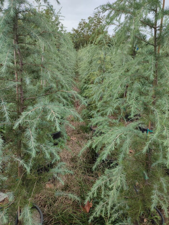 Mavi Himalaya Sediri, 200-250cm Boy, Cedrus Deodora Robusta Glauca - Görsel 2