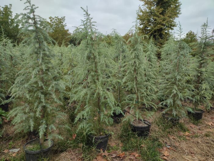 Mavi Himalaya Sediri, 200-250cm Boy, Cedrus Deodora Robusta Glauca - Görsel 3