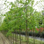 Ihlamur, Tilia 18-20Q Kalınlık