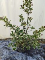 Ilex × altaclerensis 'Golden King'  60-80cm 10 litre saksı - Görsel 3