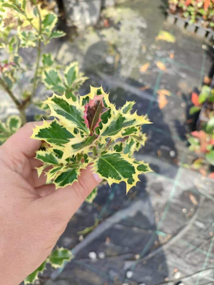 Ilex × altaclerensis 'Golden King'  60-80cm 10 litre saksı - Görsel 2