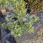 Ilex × altaclerensis 'Golden King'  60-80cm 10 litre saksı